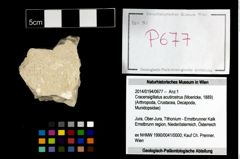 Foto (Objekt + Etikett) von Cracensigillatus acutirostrus (Moericke, 1889)  (NHMW-GEO-2014-0194-0677)
